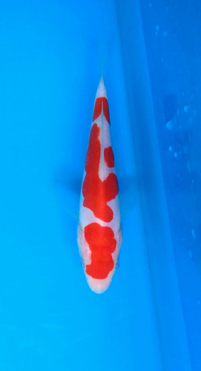 Best In Size C 13-15 Cm