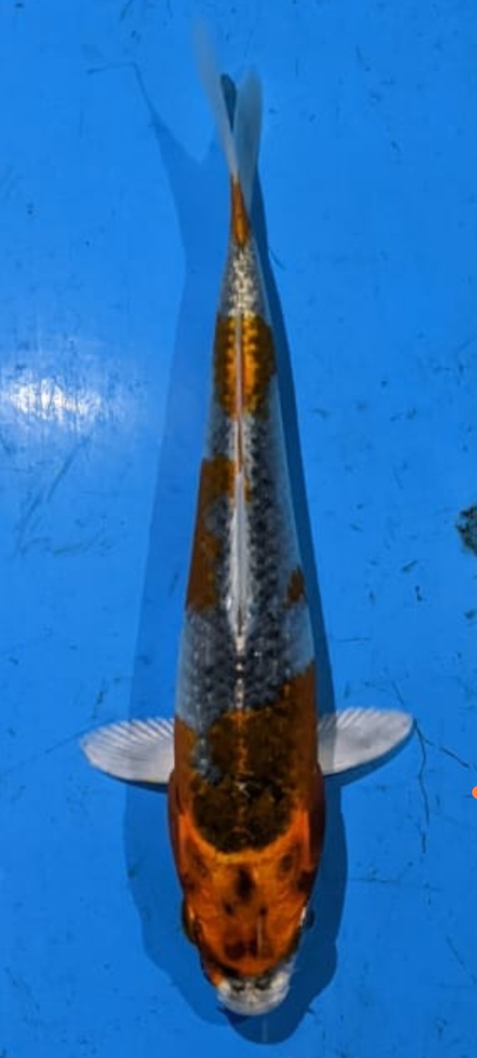 Juara 4