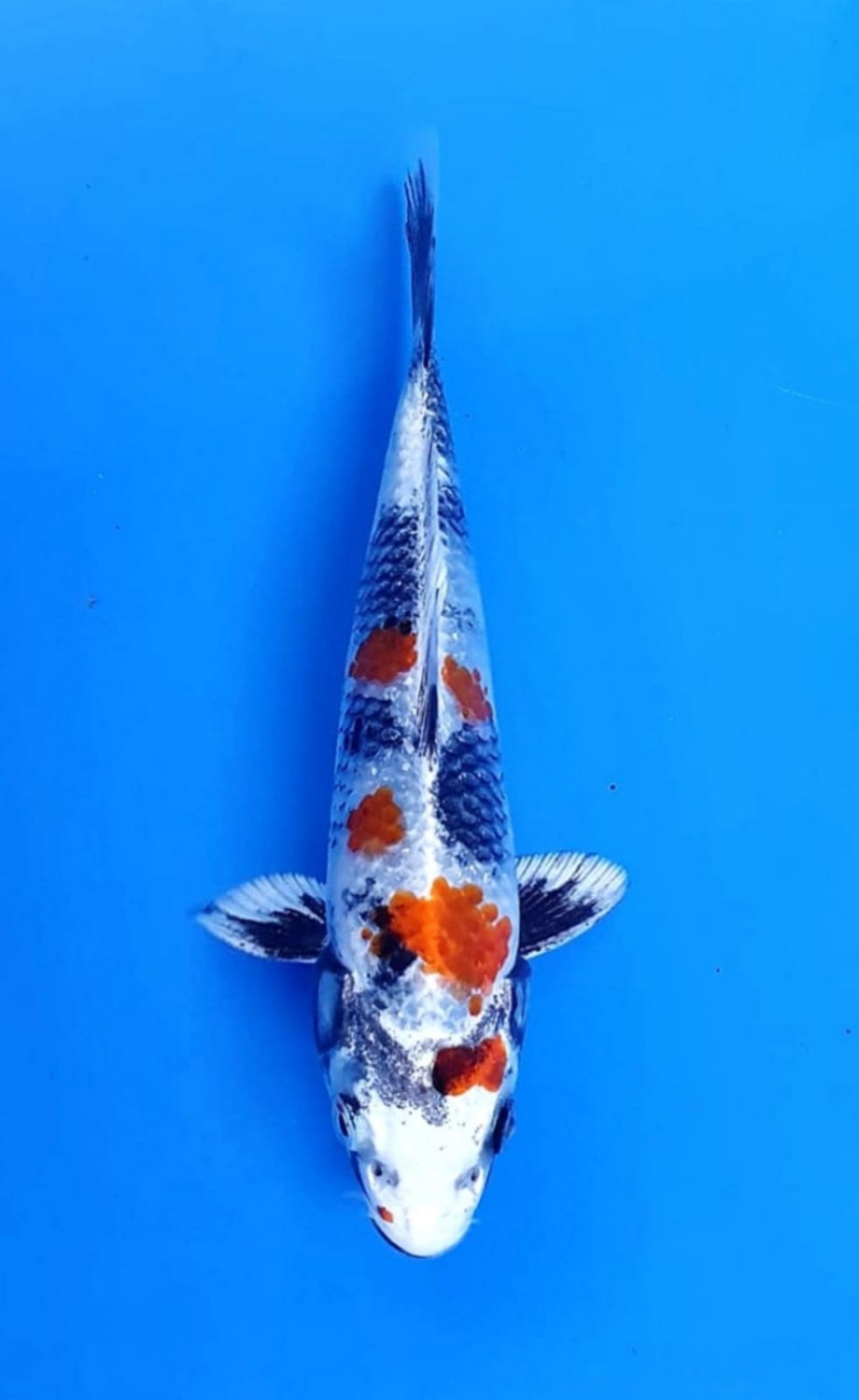 Juara 2