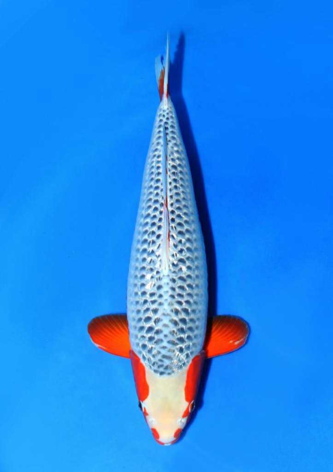Juara 3