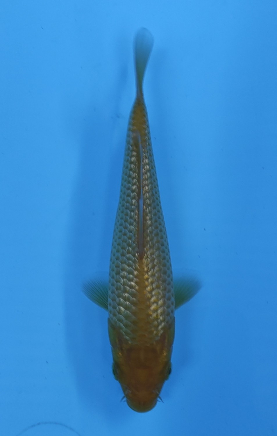 Best In Size E Up 12 cm