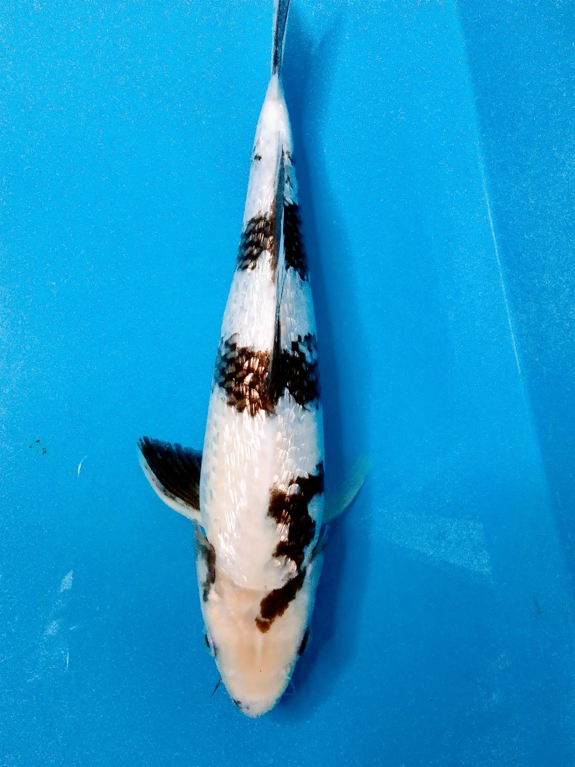 Juara 2