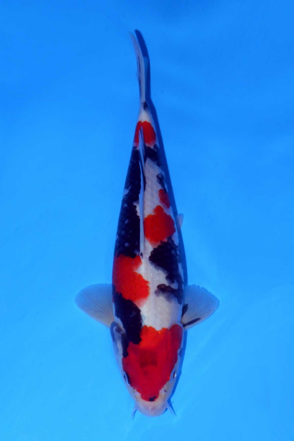 Best In Size A 26-30 Cm