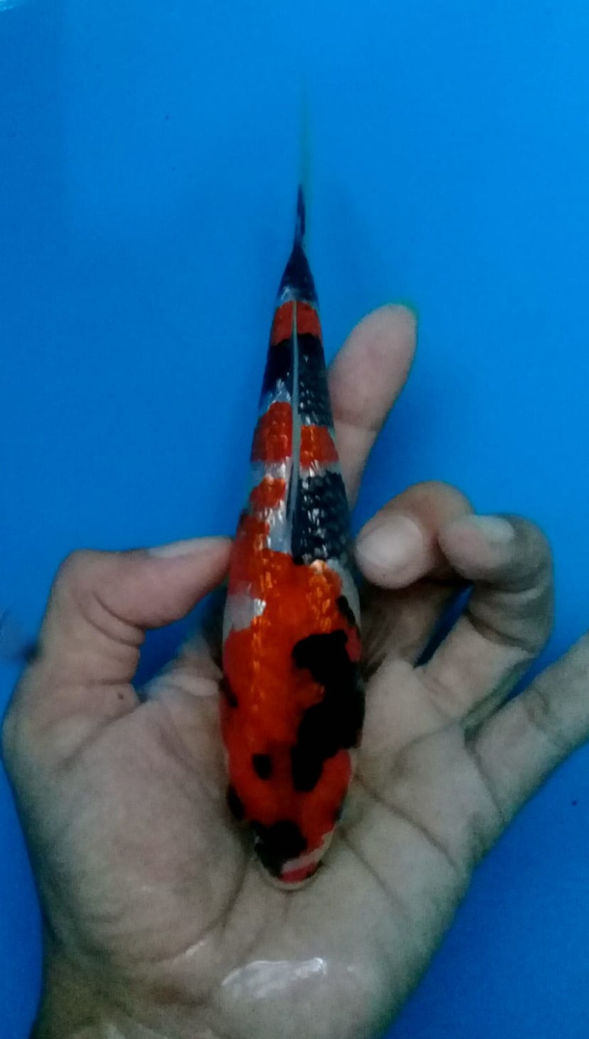 Juara 2