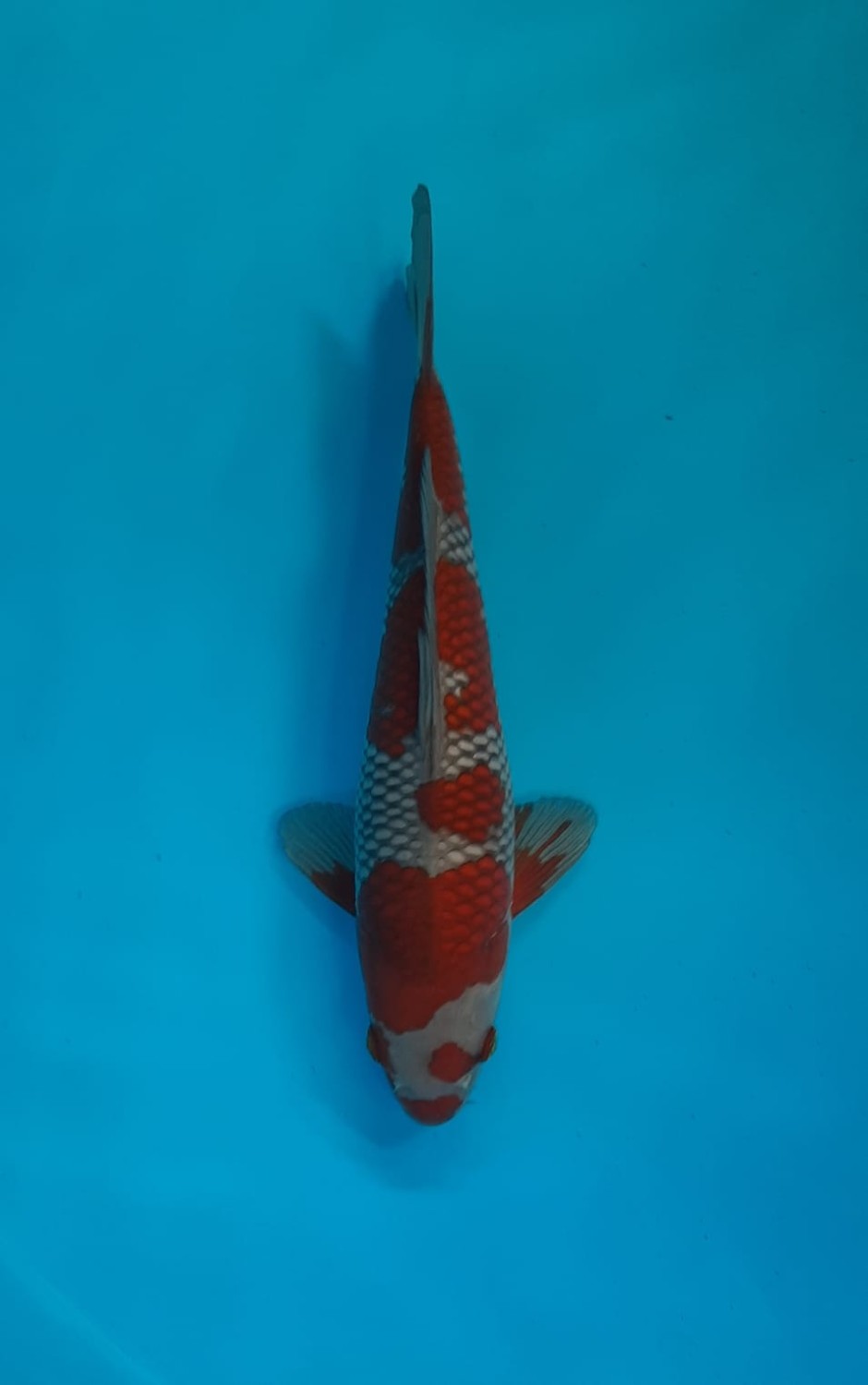 Juara 1
