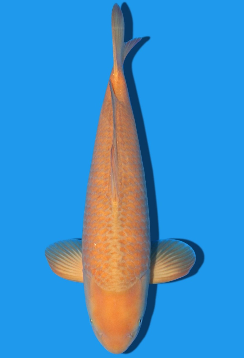 Juara 5
