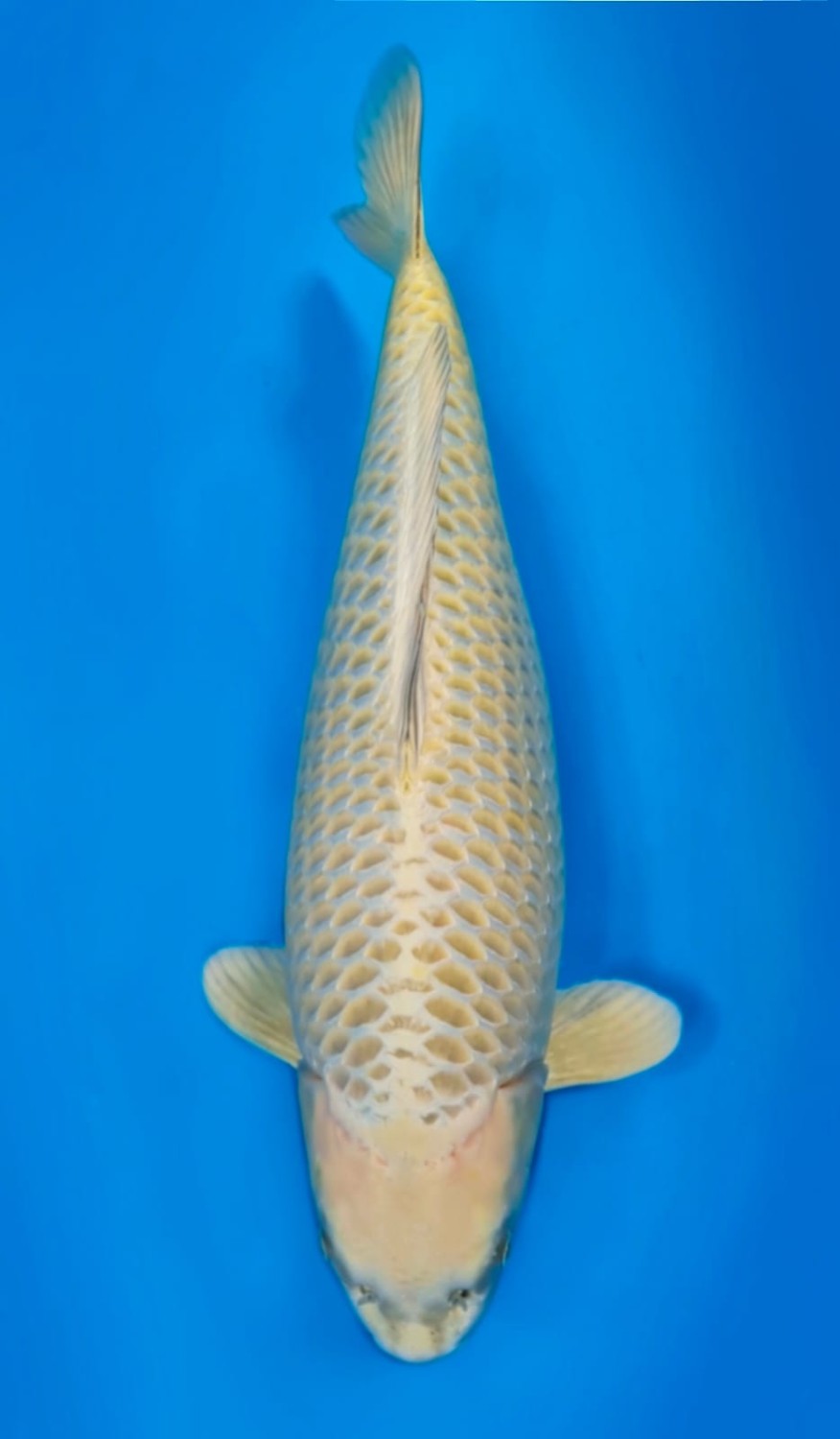 Juara 2