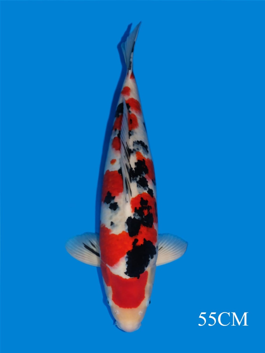 Juara 1
