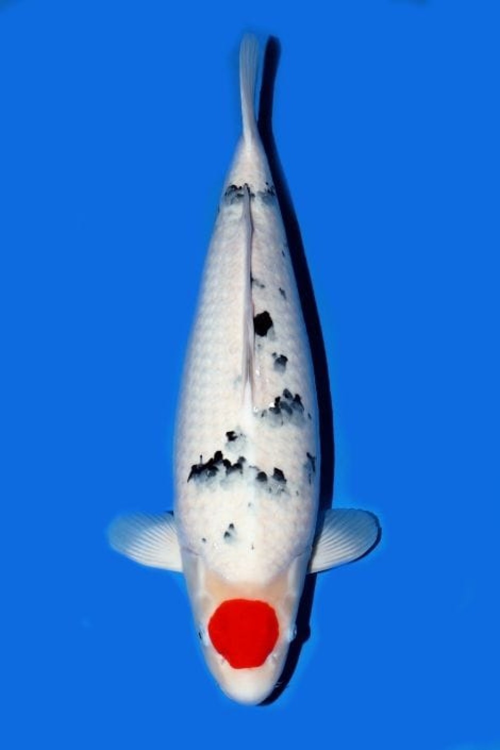 Juara 3