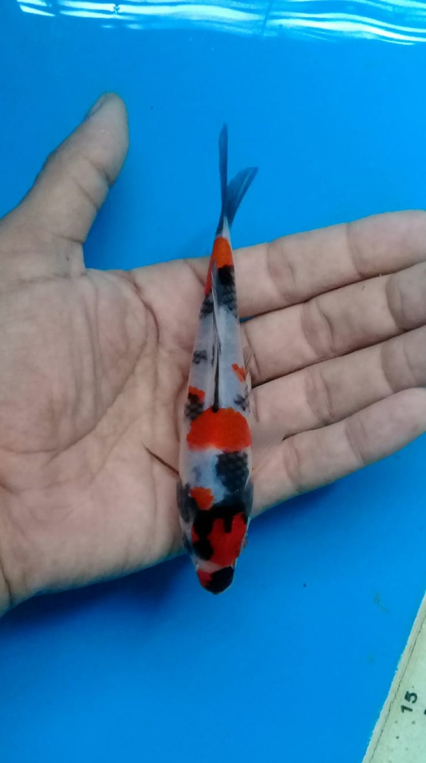 Juara 3