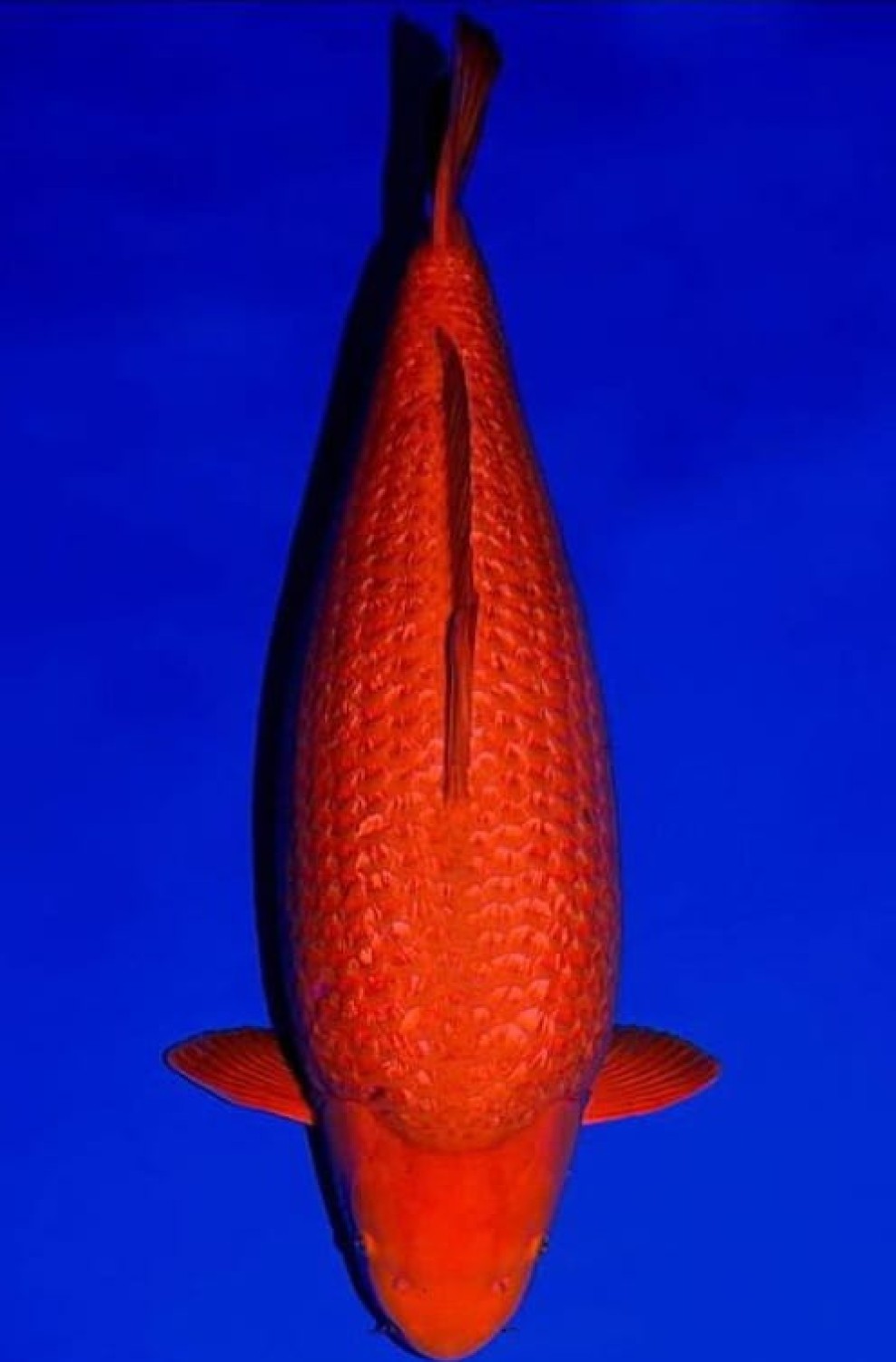 Juara 1