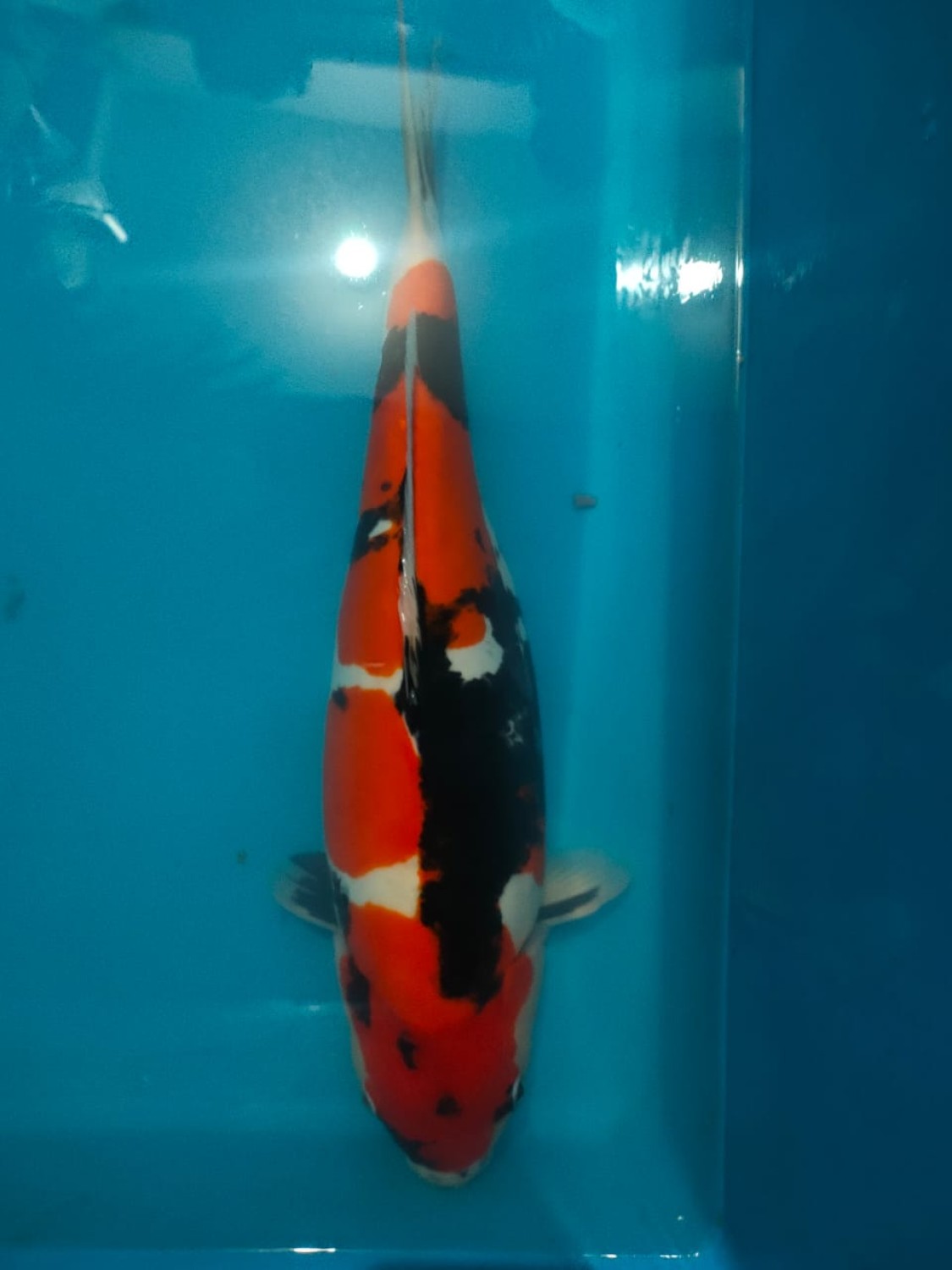 Juara 3
