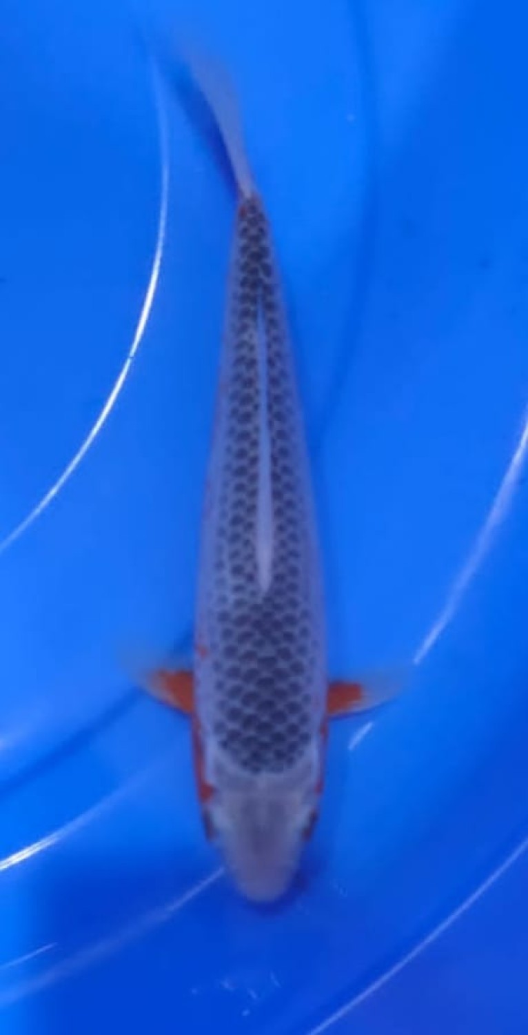 Juara 1