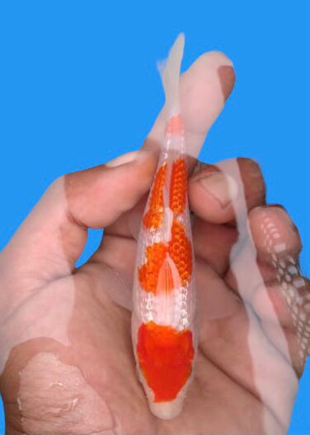 Best In Size B Up 12 cm