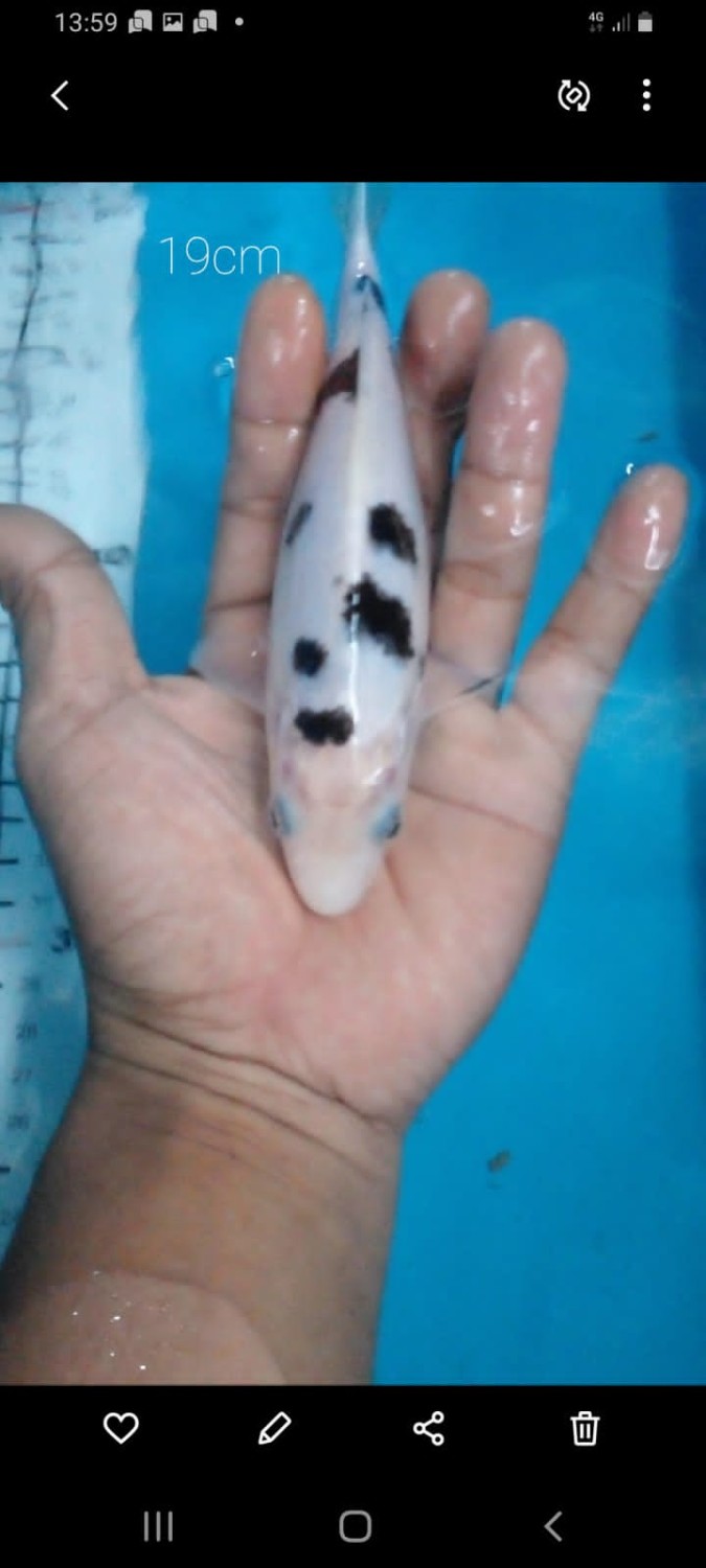 Juara 1