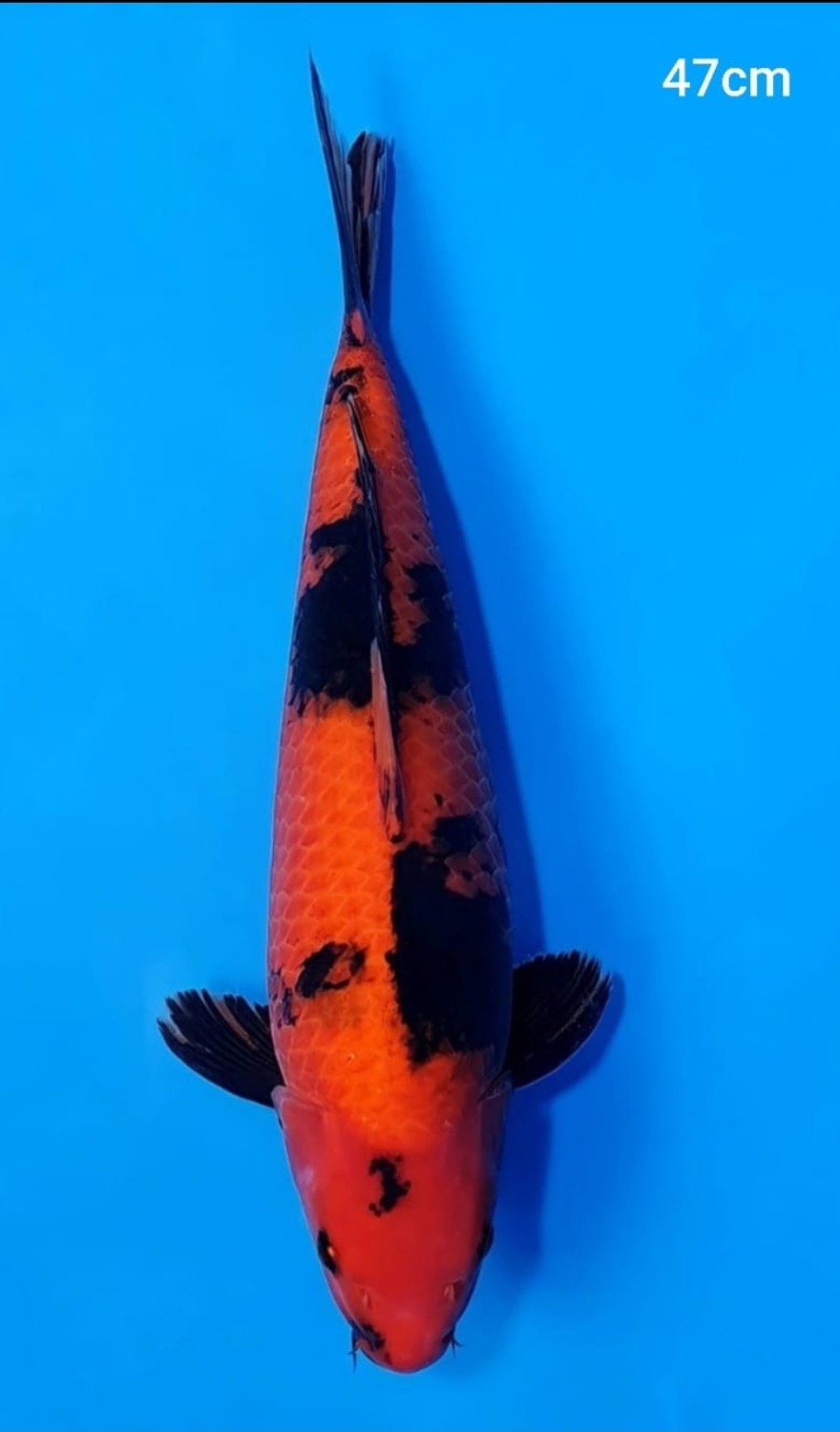 Juara 5