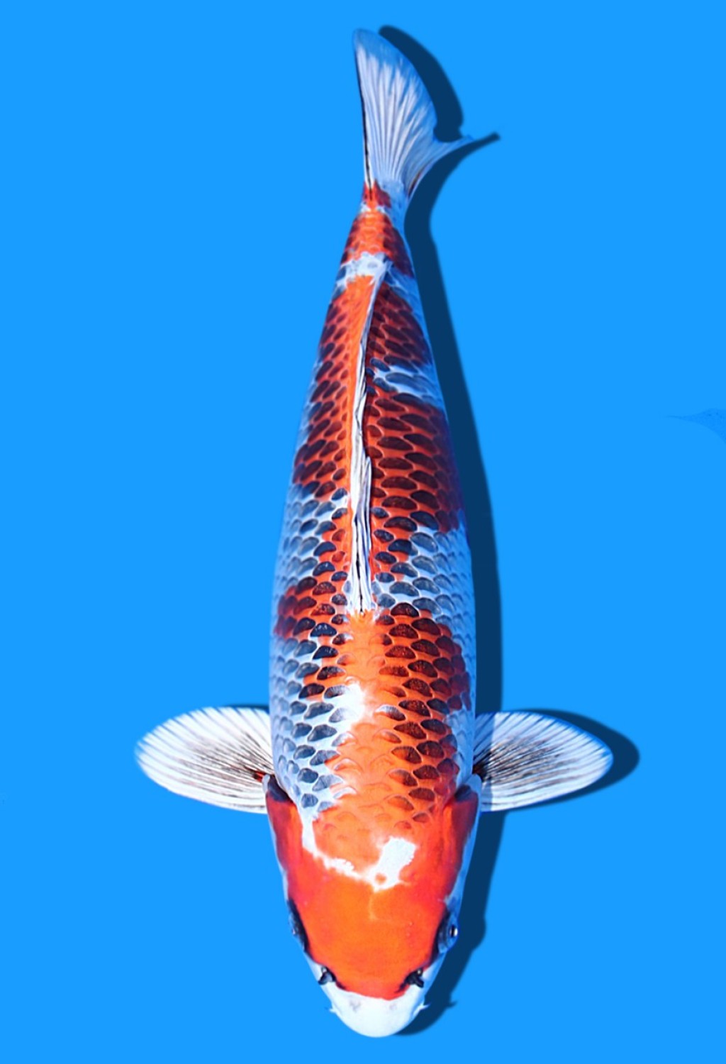 Juara 2