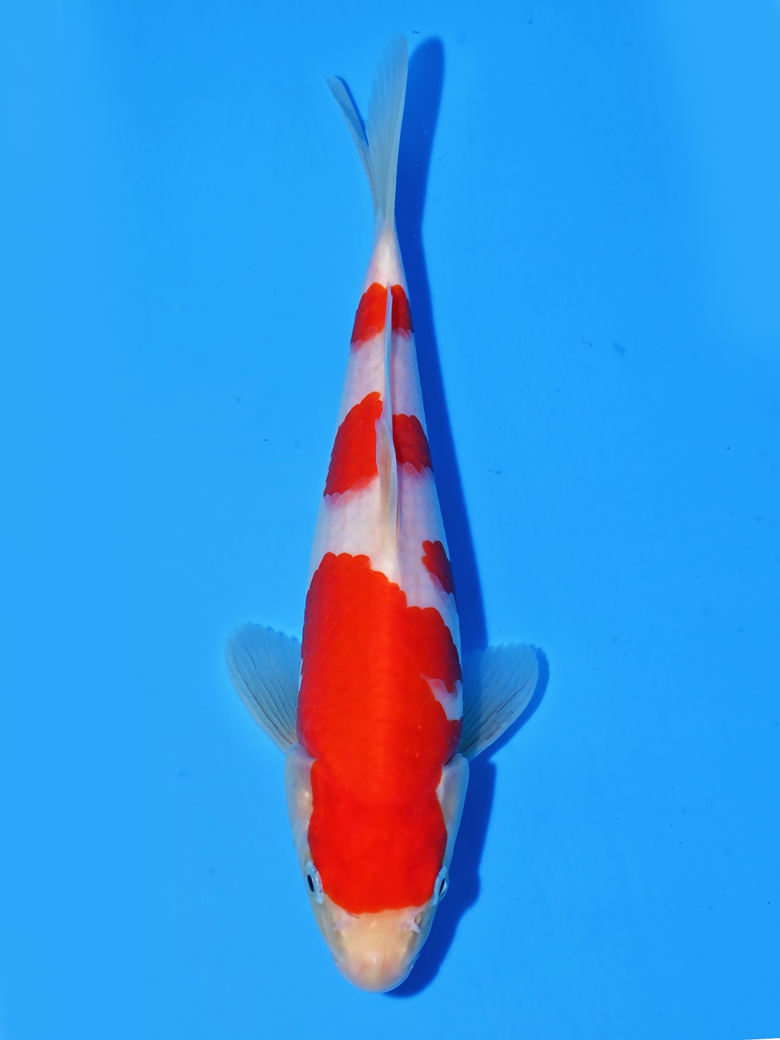 Juara 1