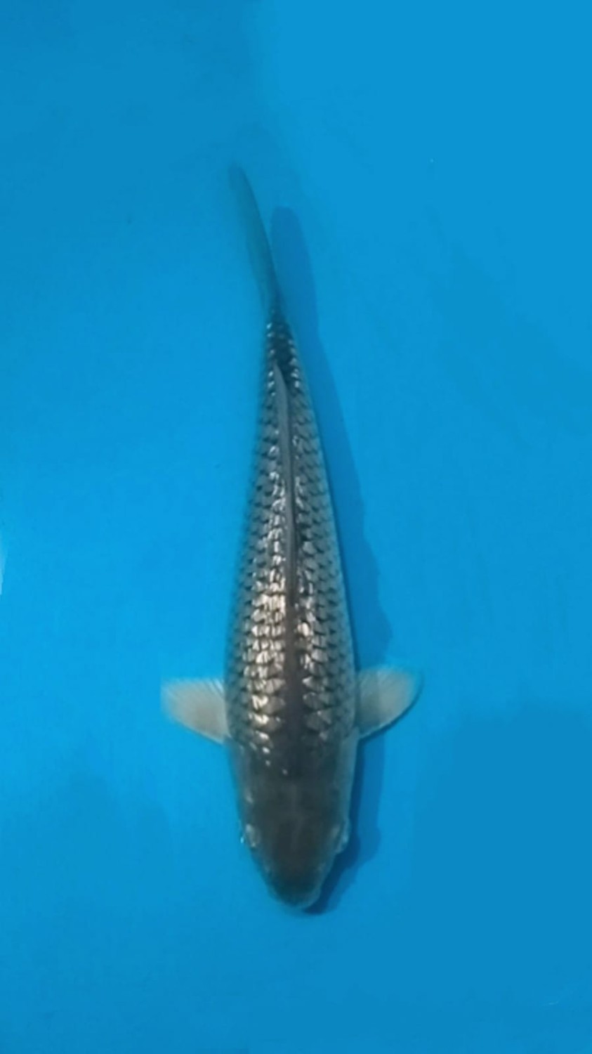 Juara 2