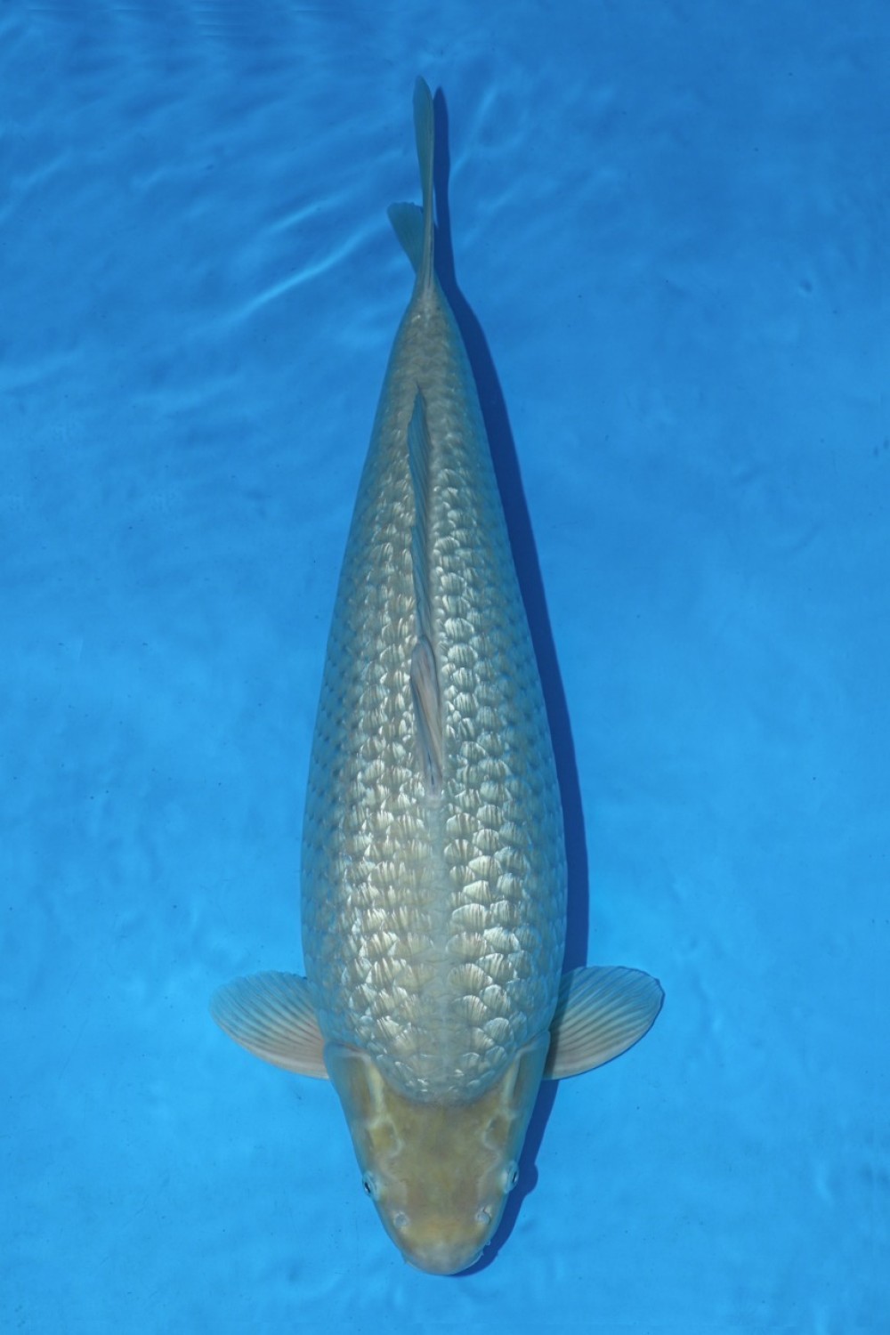 Juara 2