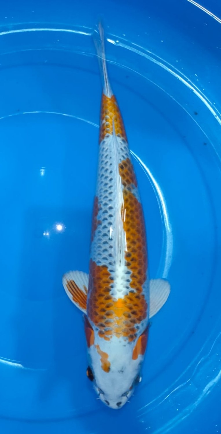Juara 4