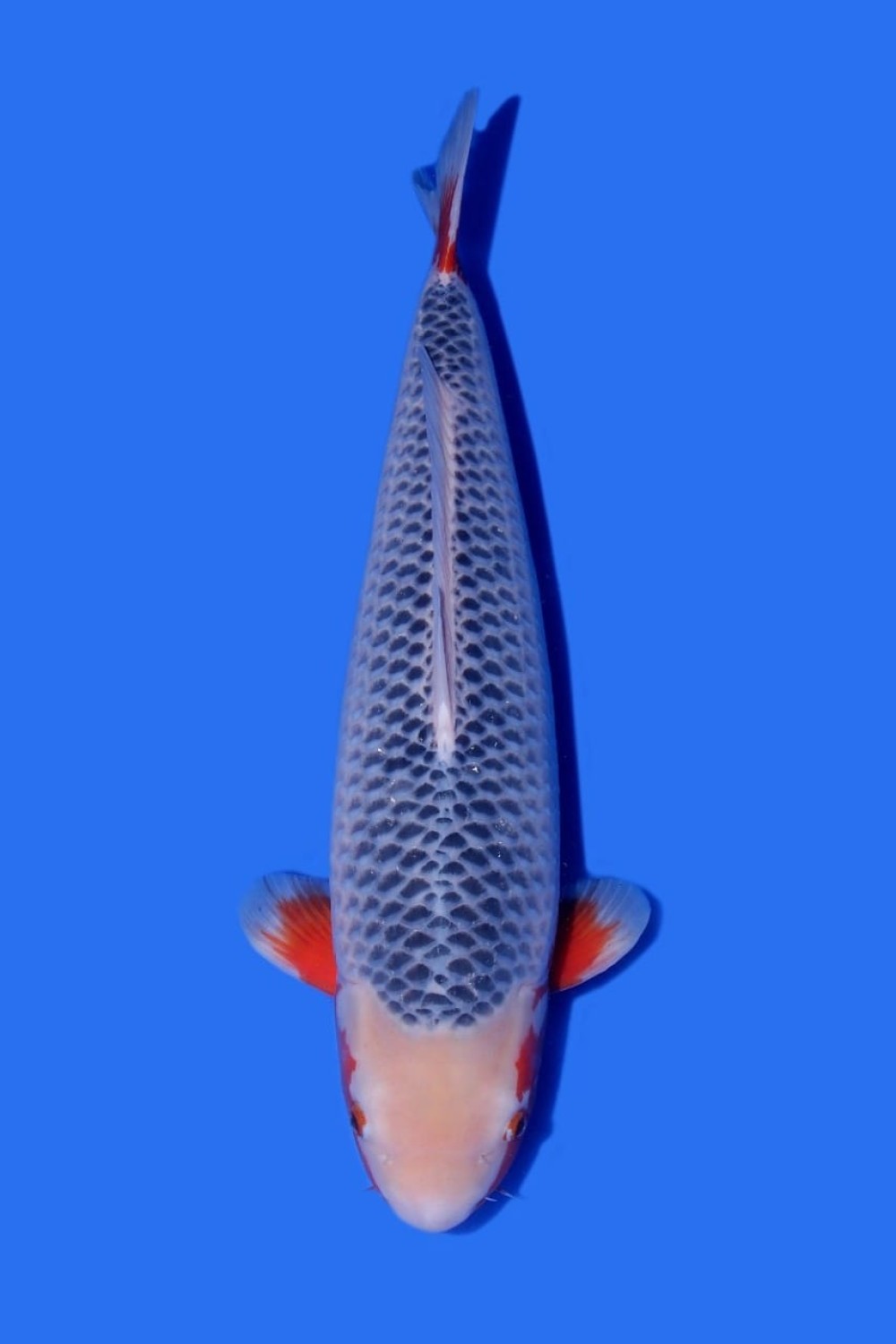Best In Size D 56-60 Cm