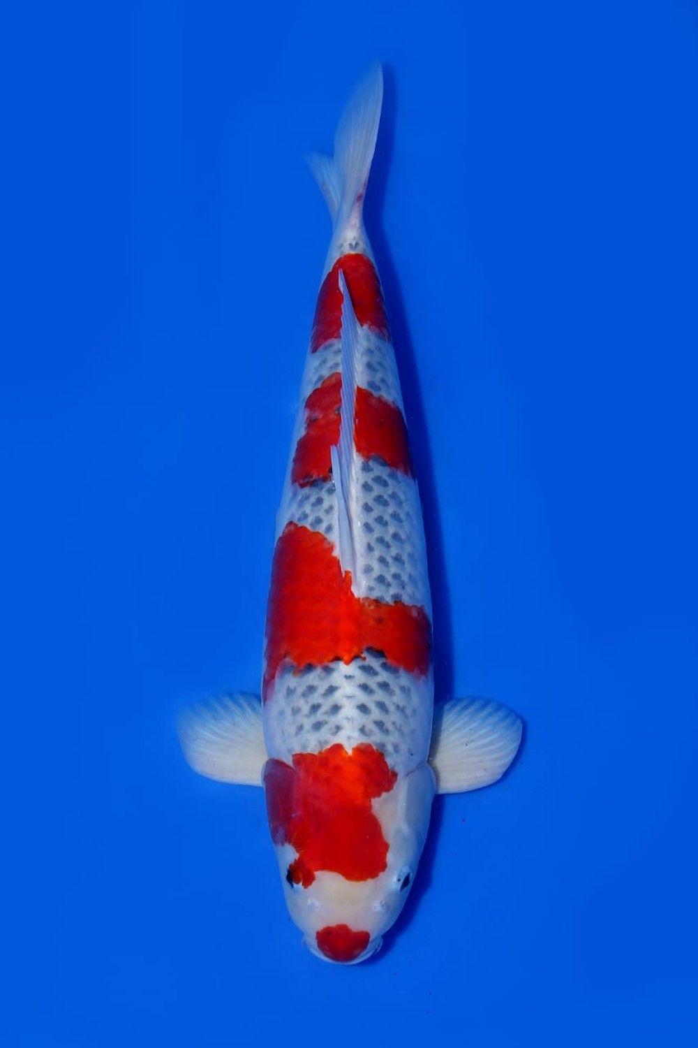 Juara 1