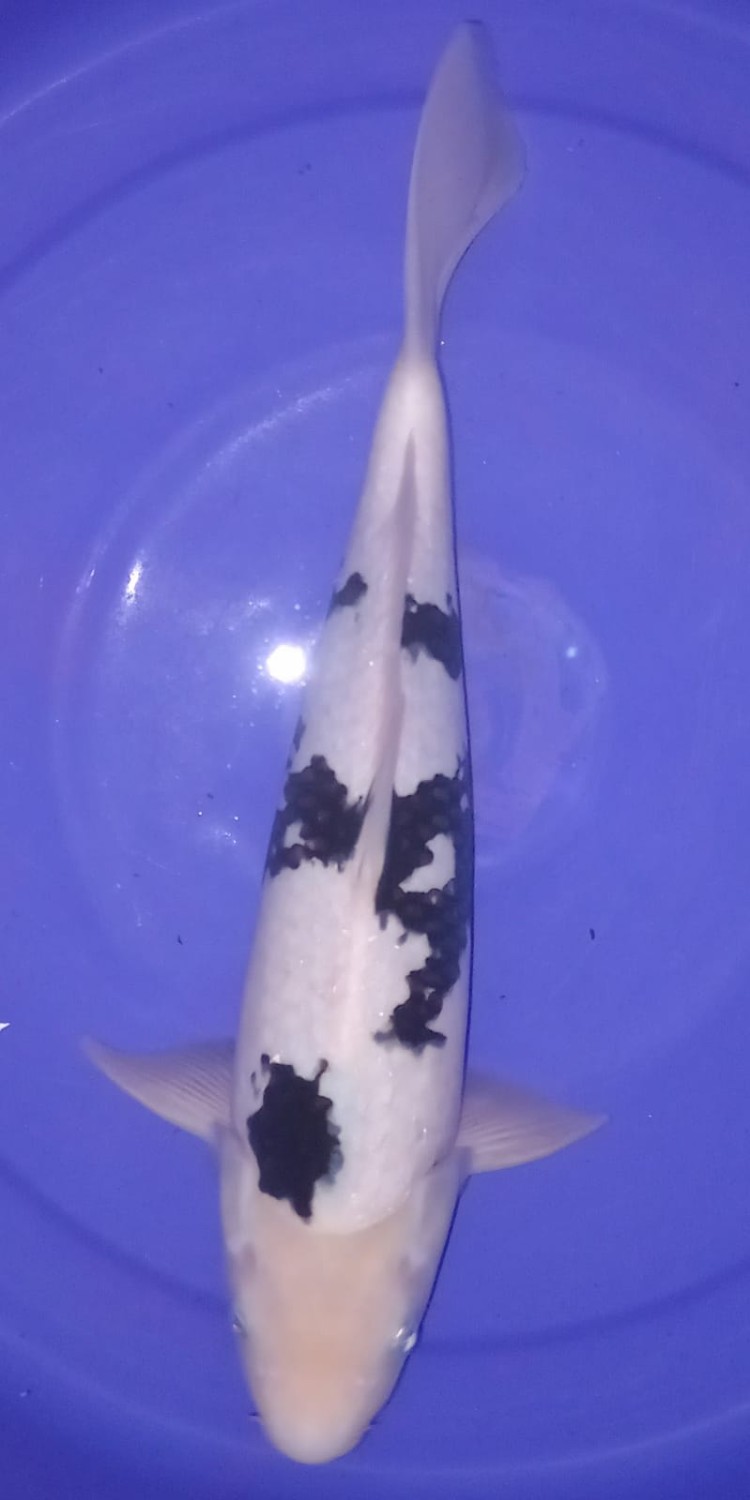 Juara 5