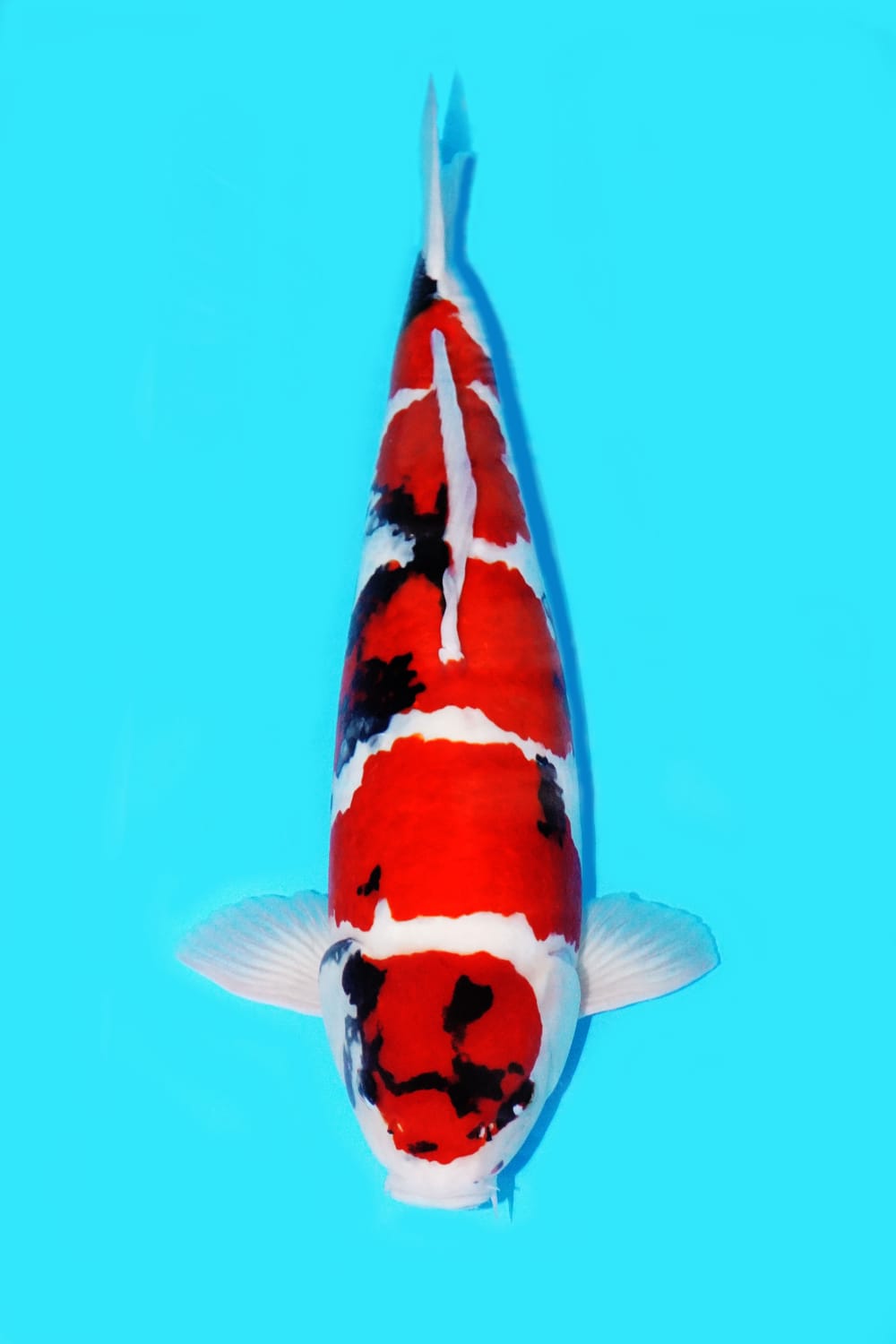 Juara 4