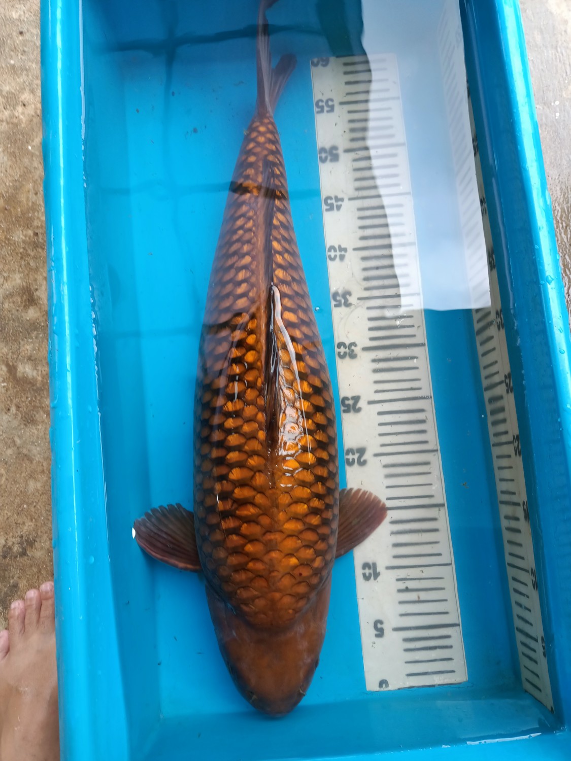 Juara 4