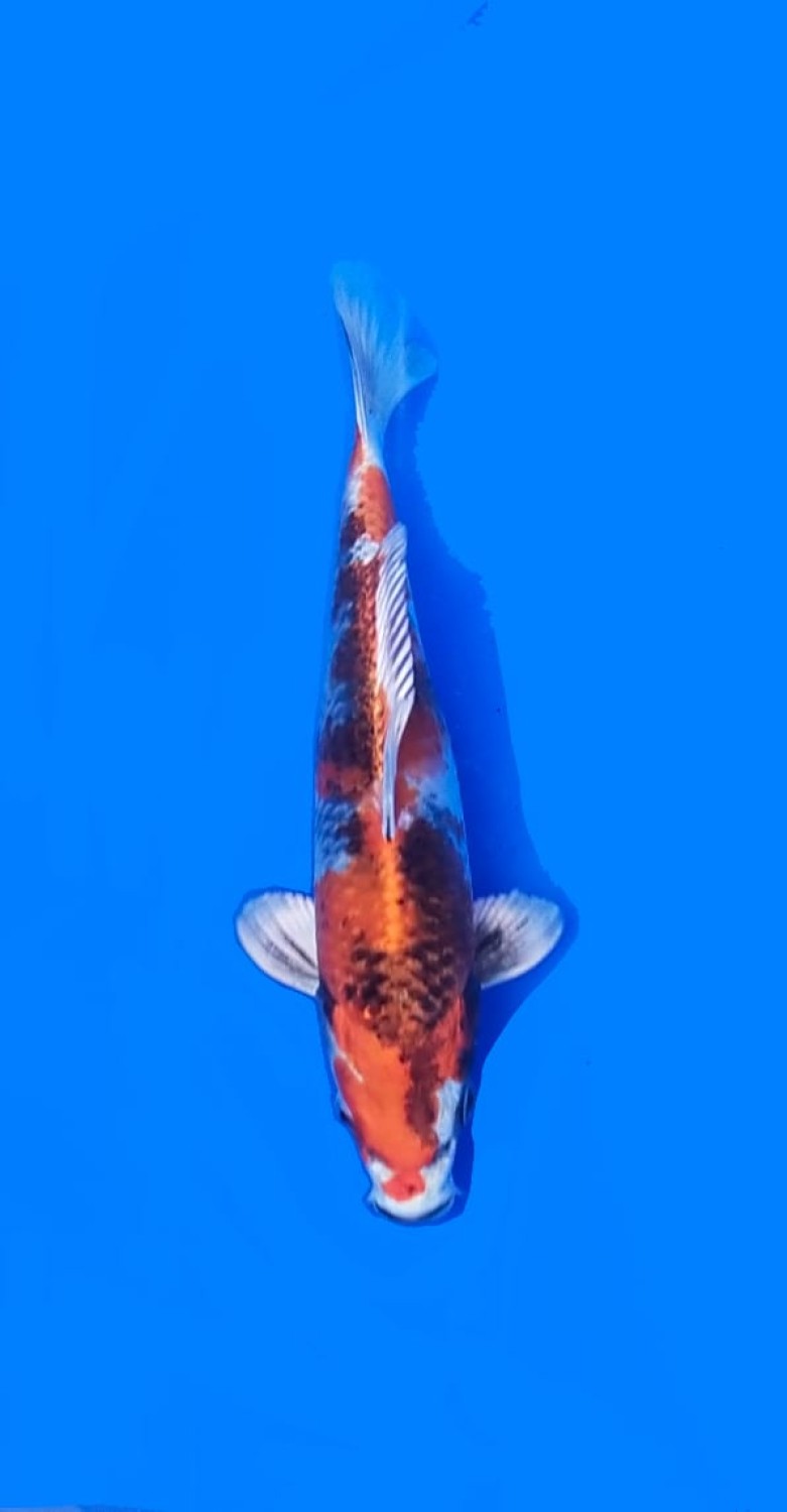 Juara 2