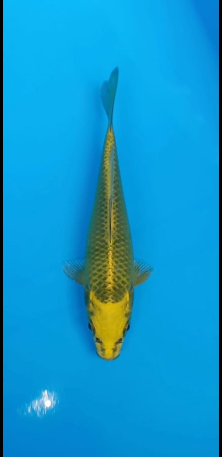 Juara 1