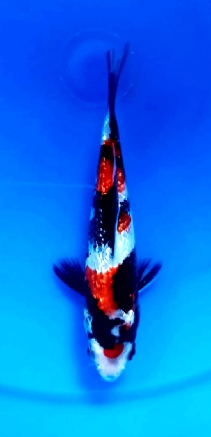 Juara 2
