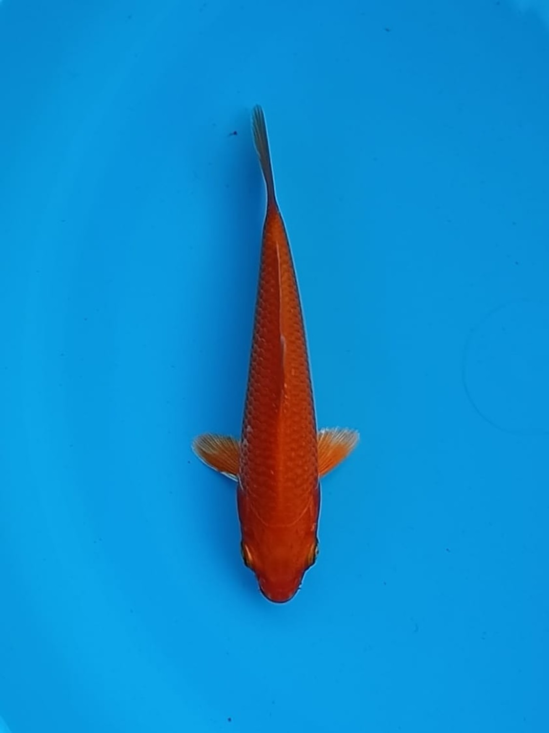 Juara 1