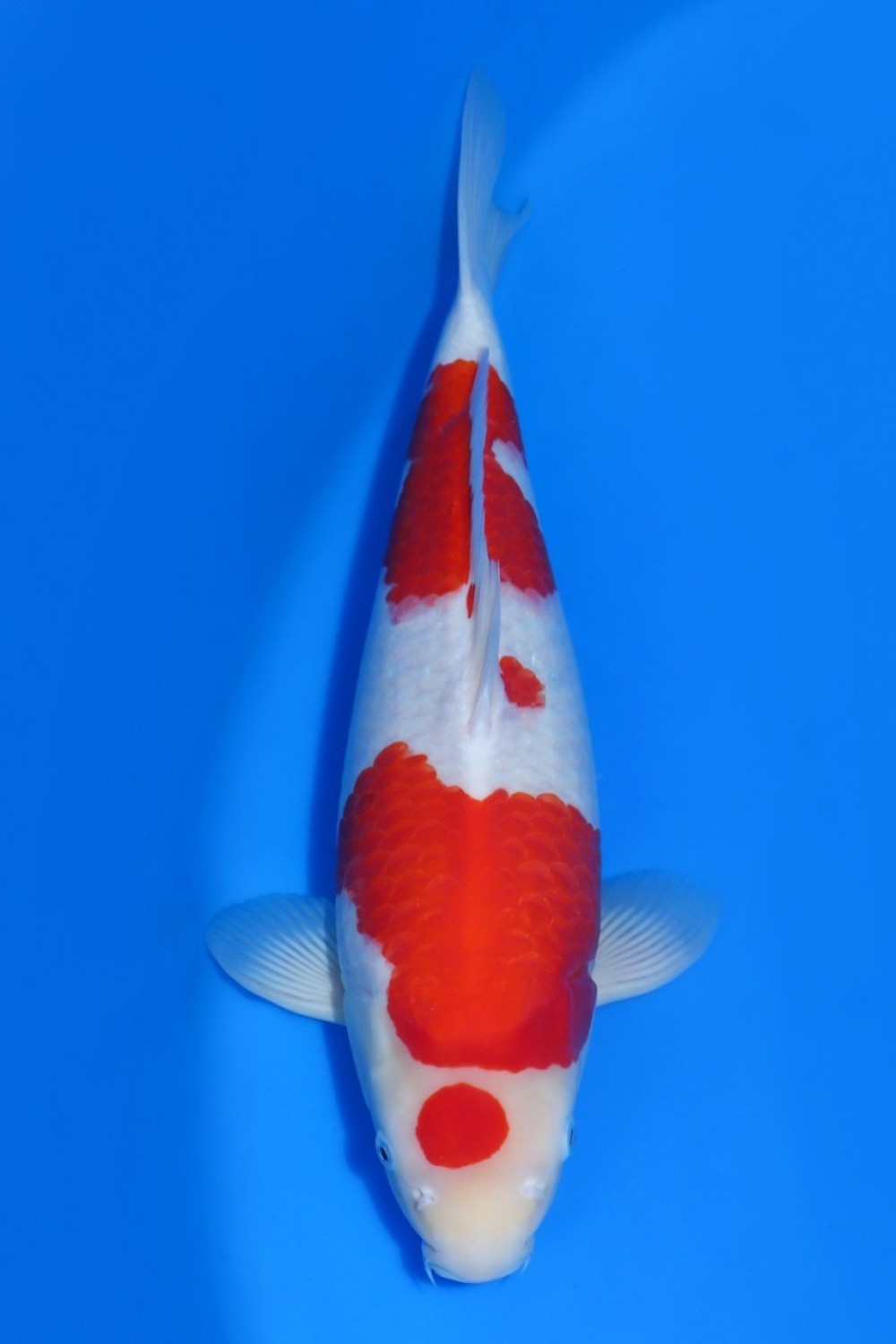 Juara 5