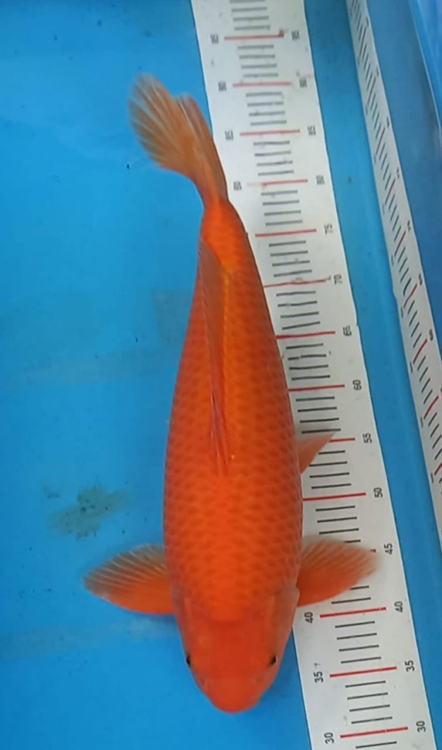 Best In Size E 51-55 Cm