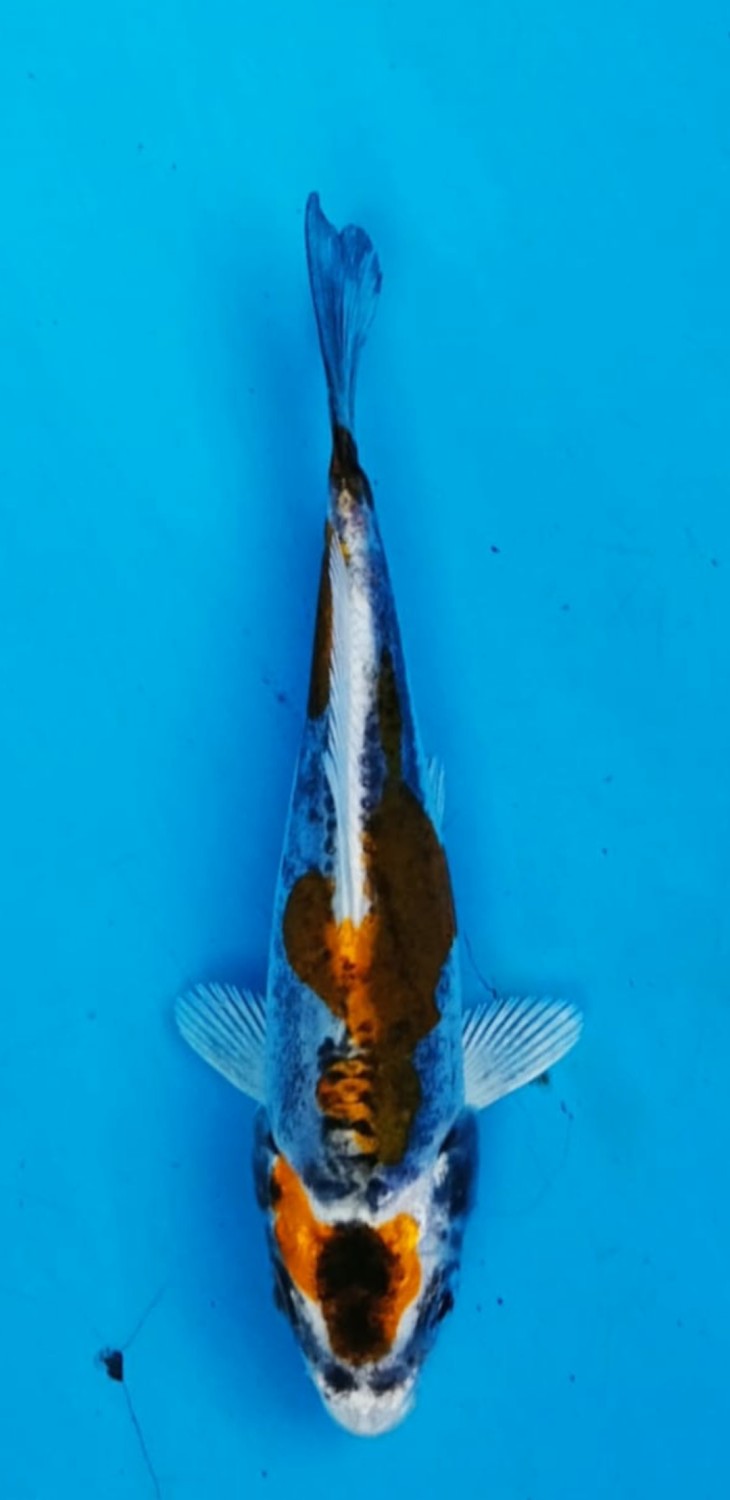 Juara 1