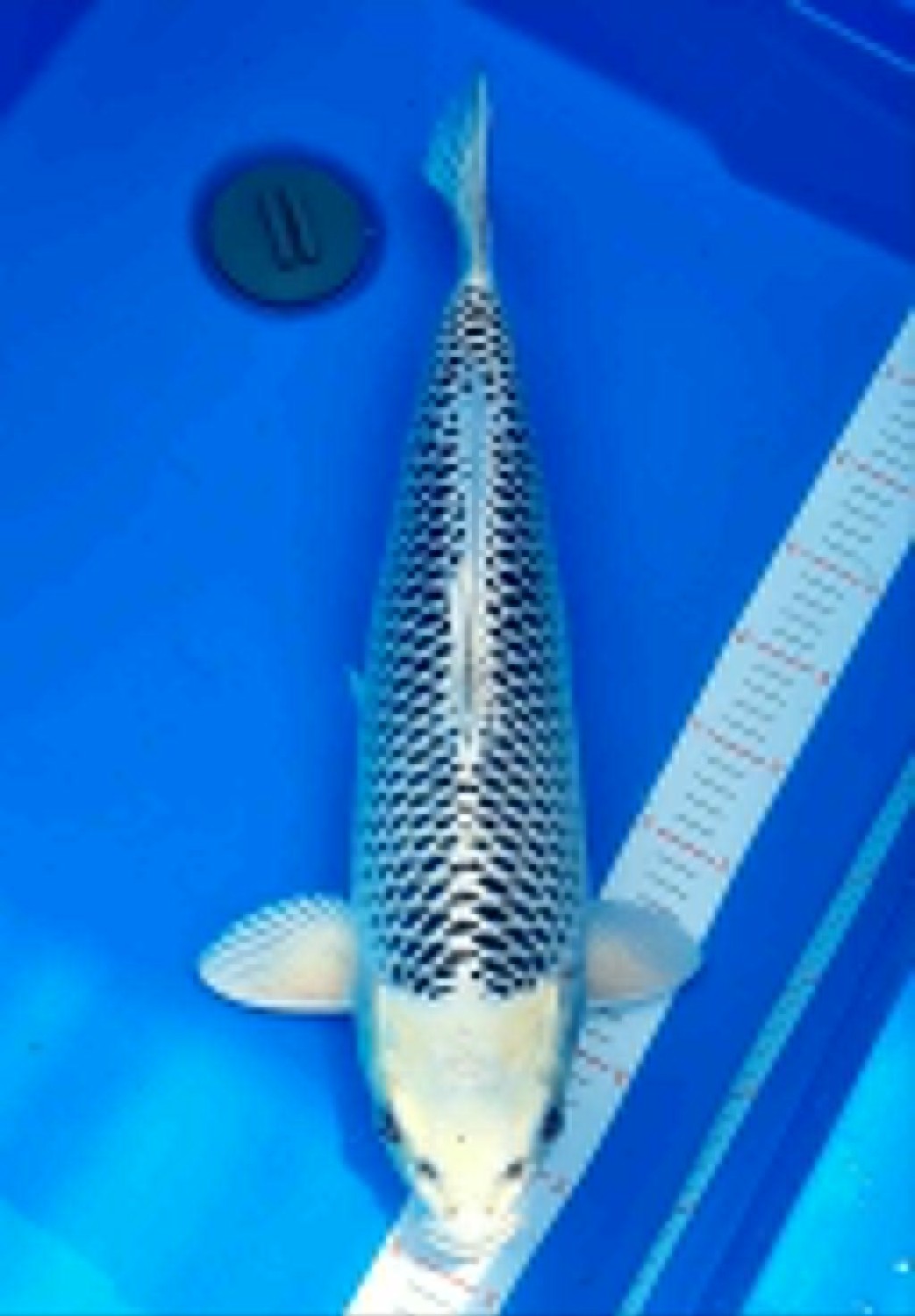 Juara 1