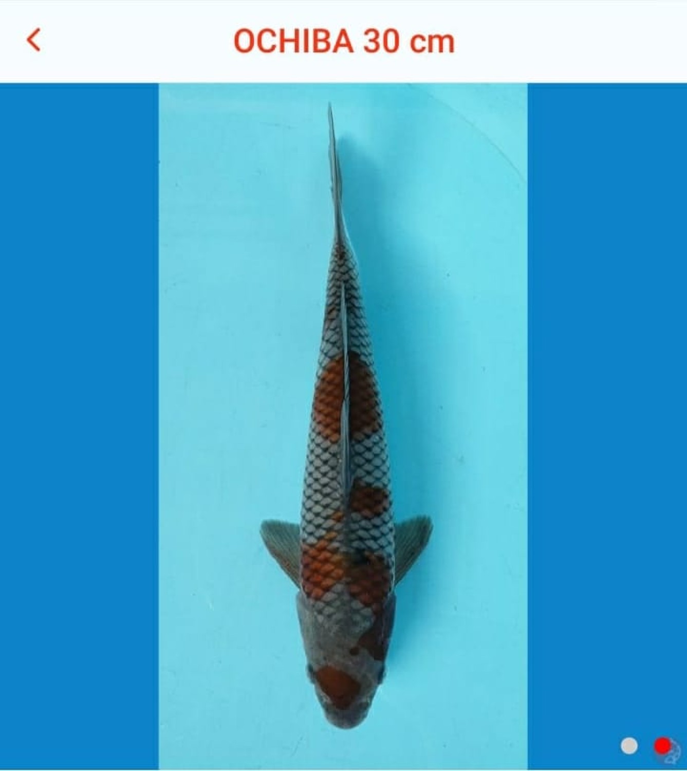 Juara 2