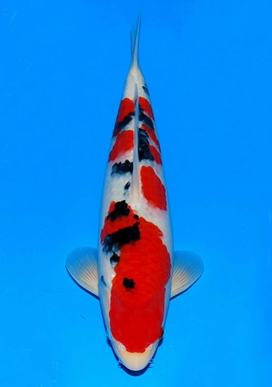 Best In Size A 51-55 Cm