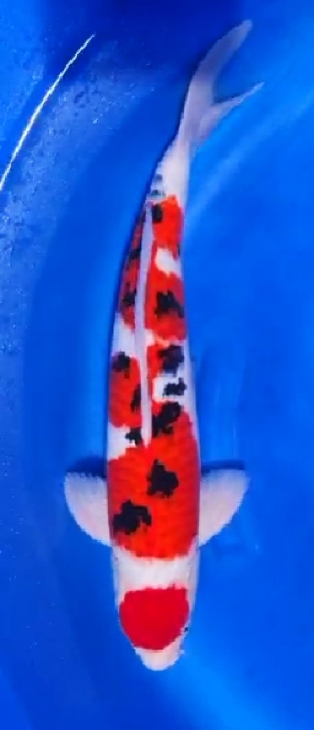 Juara 3