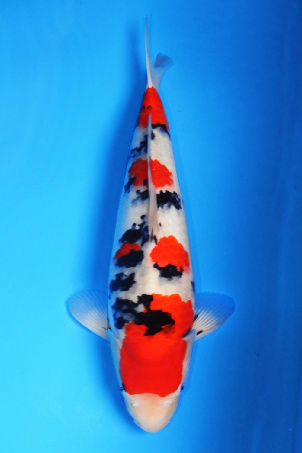 Juara 1