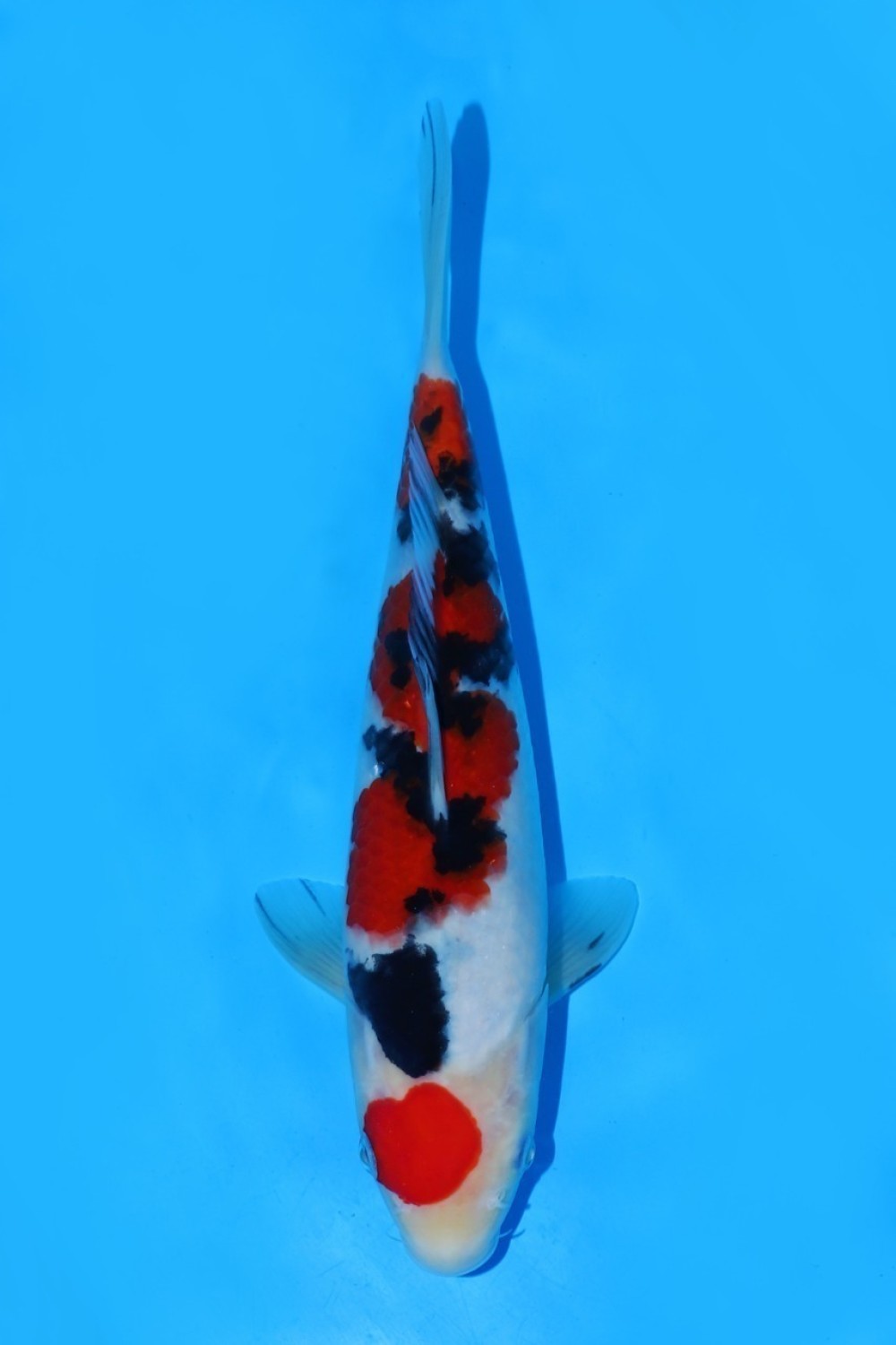Juara 2