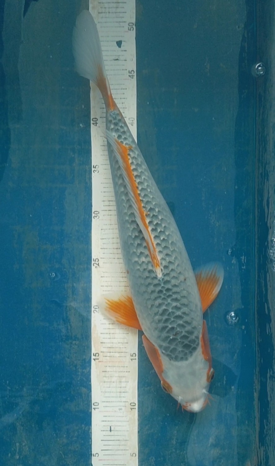 Juara 3