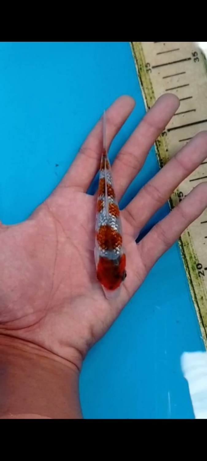 Juara 4