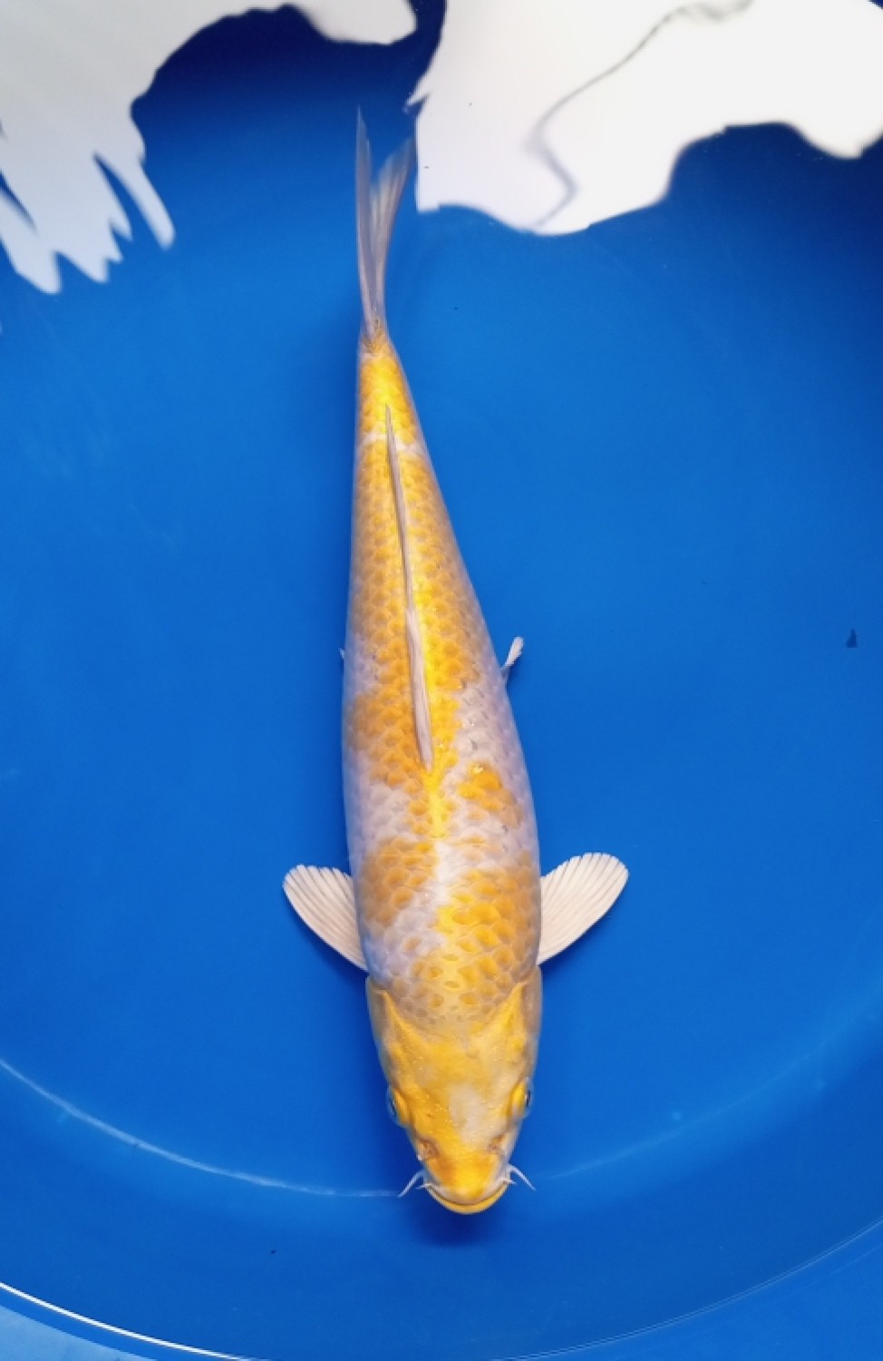 Juara 1