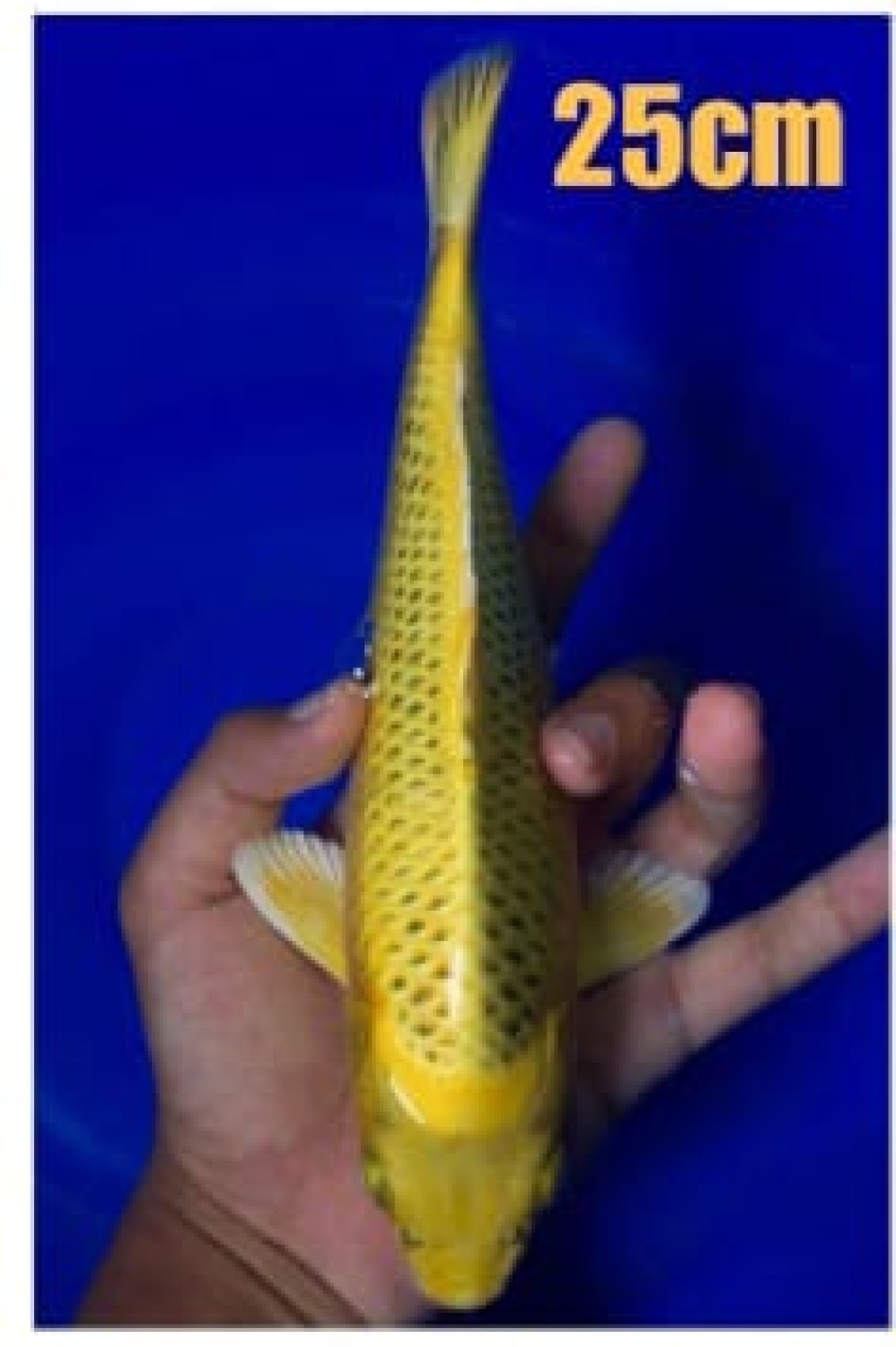 Juara 5