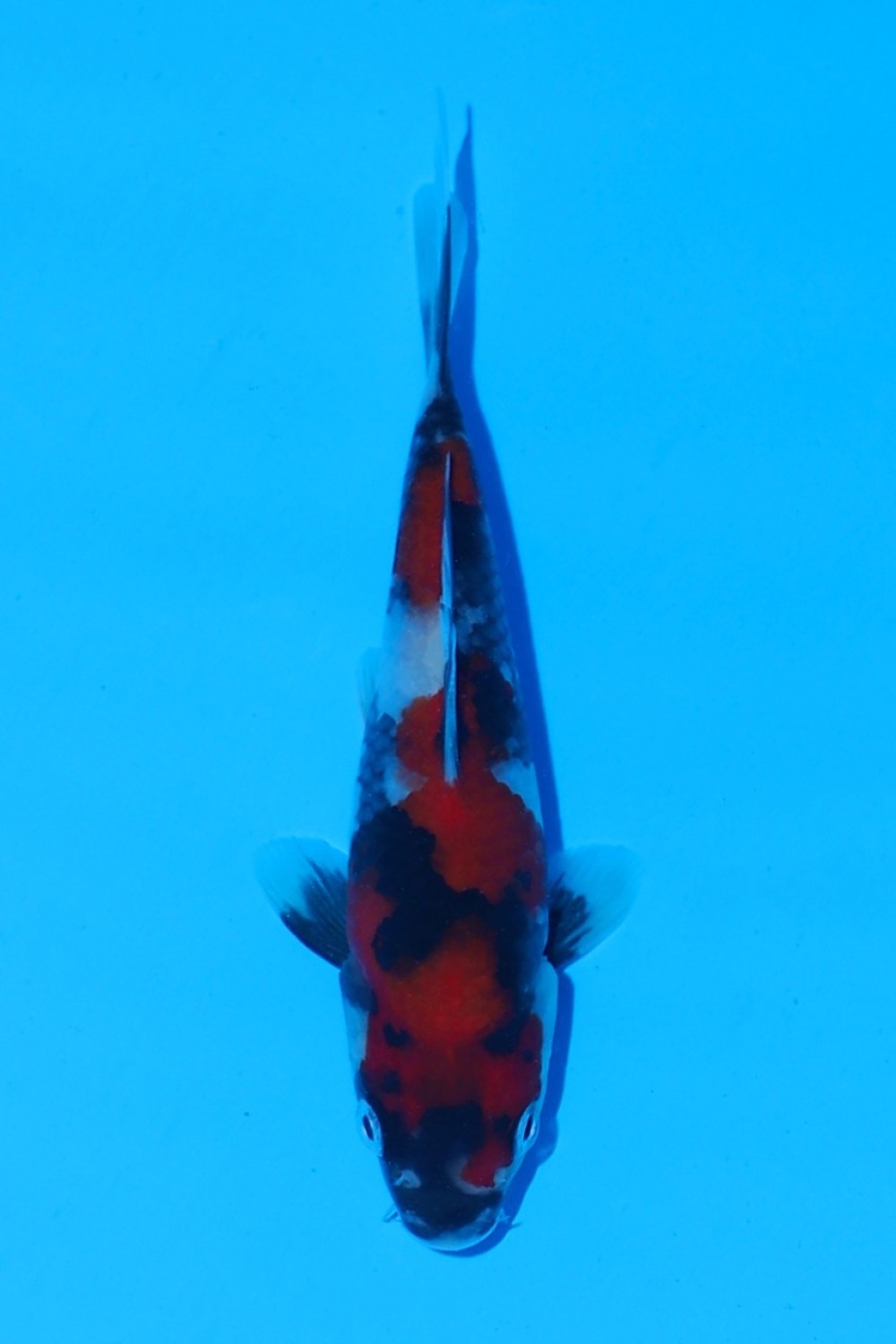 Juara 1