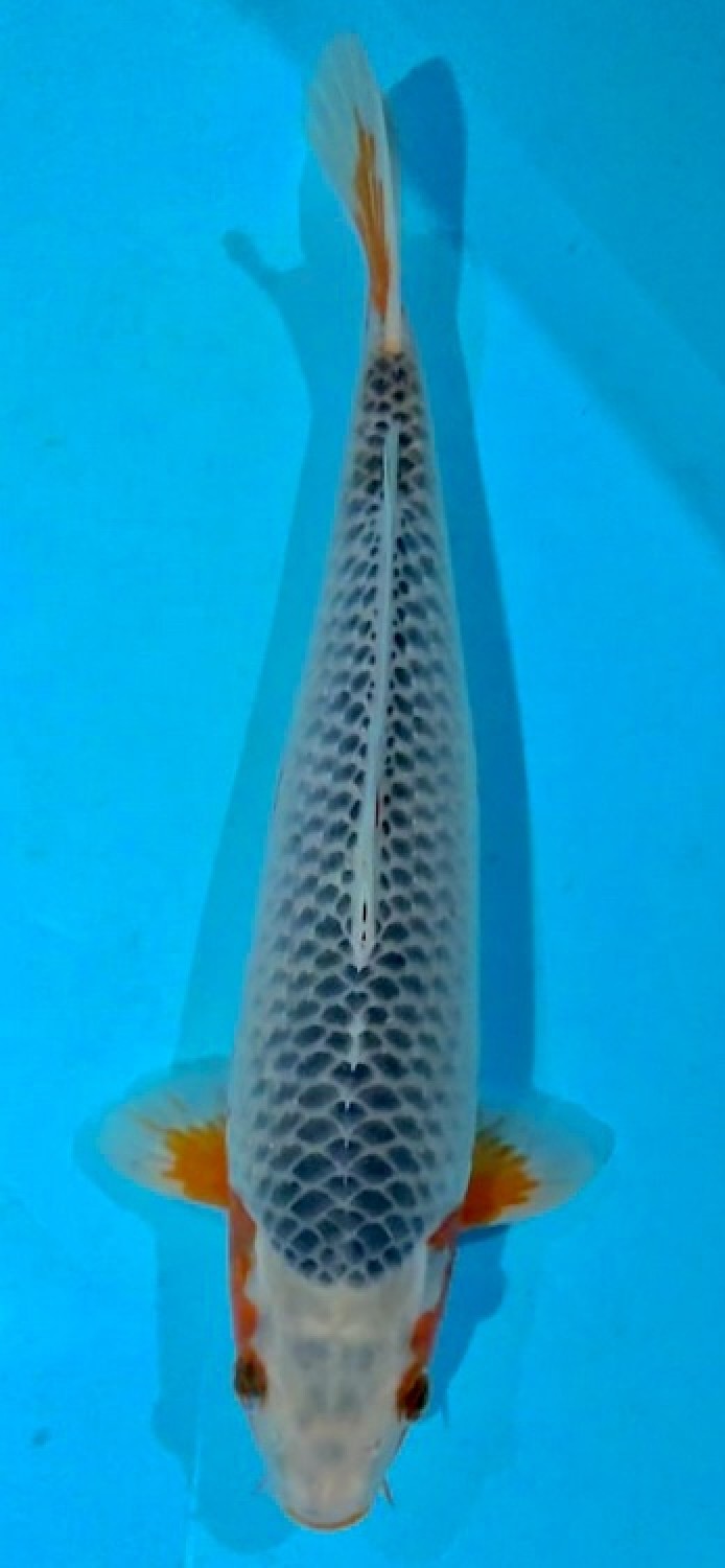 Juara 2