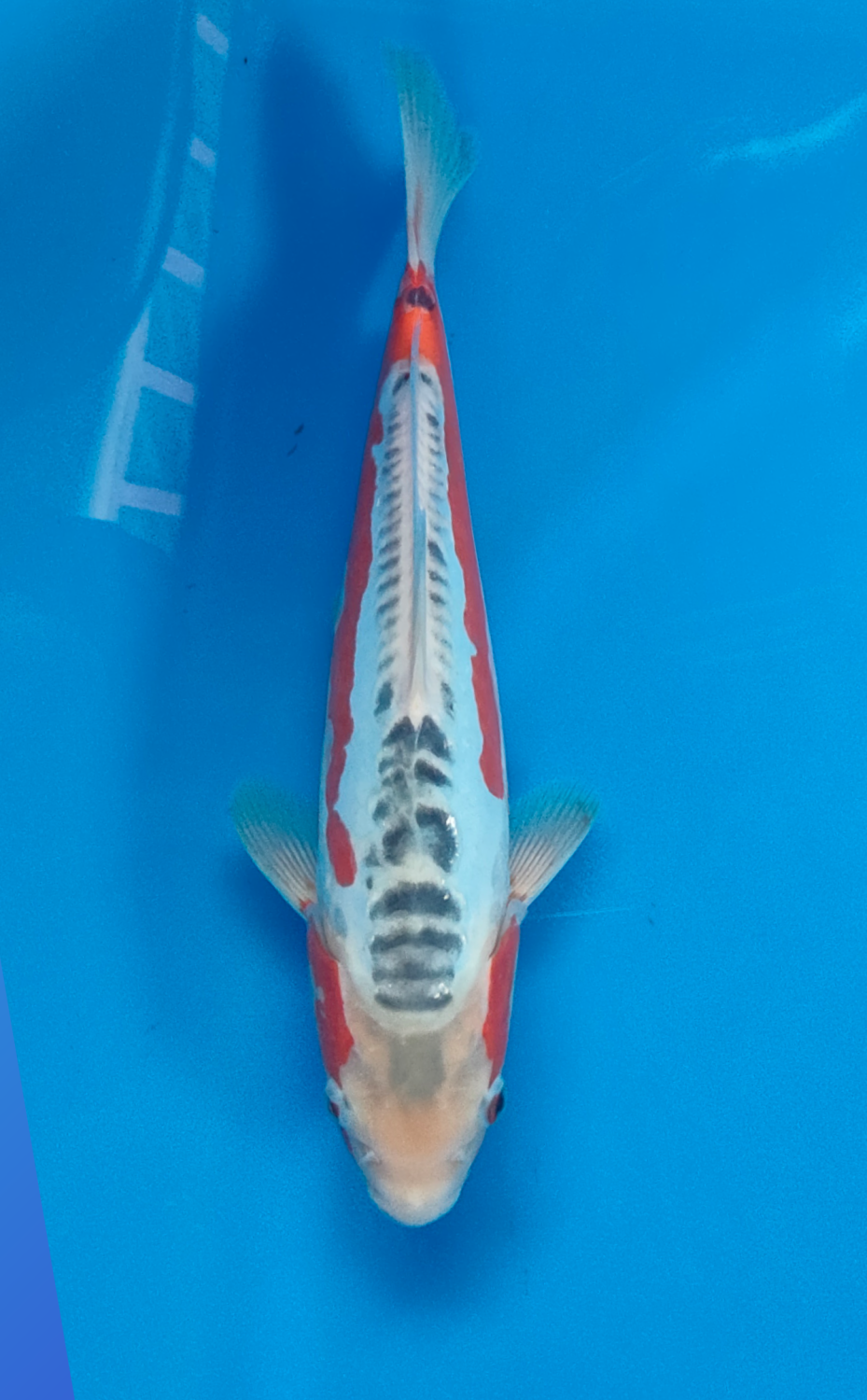 Juara 1